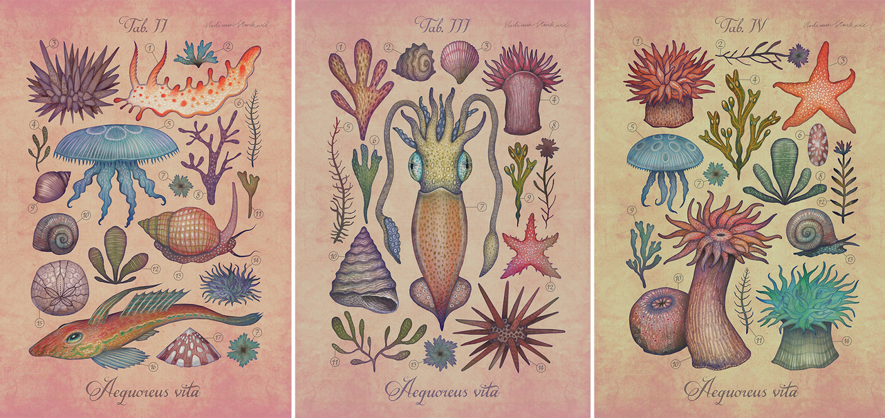 Aequoreus vita / Marine life by V-L-A-D-I-M-I-R Aequoreus vita / Marine life by V-L-A-D-I-M-I-R