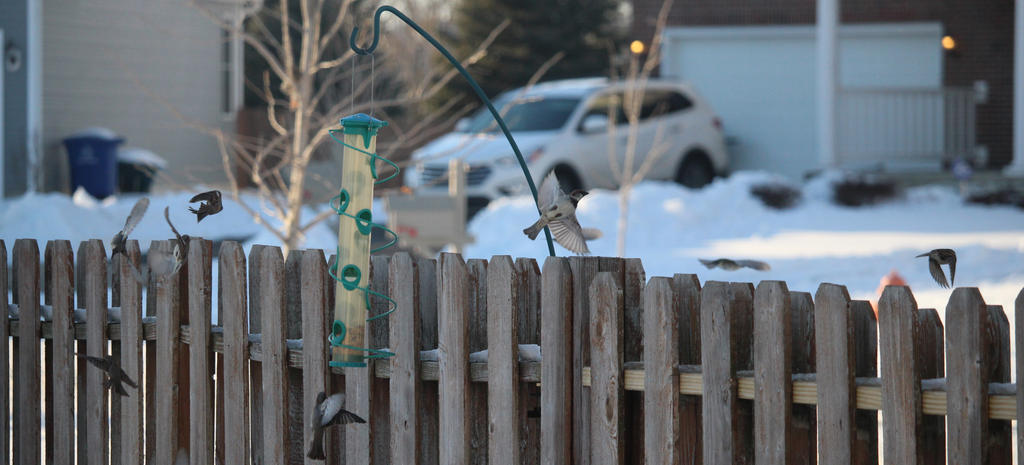 House Sparrows by MillyT