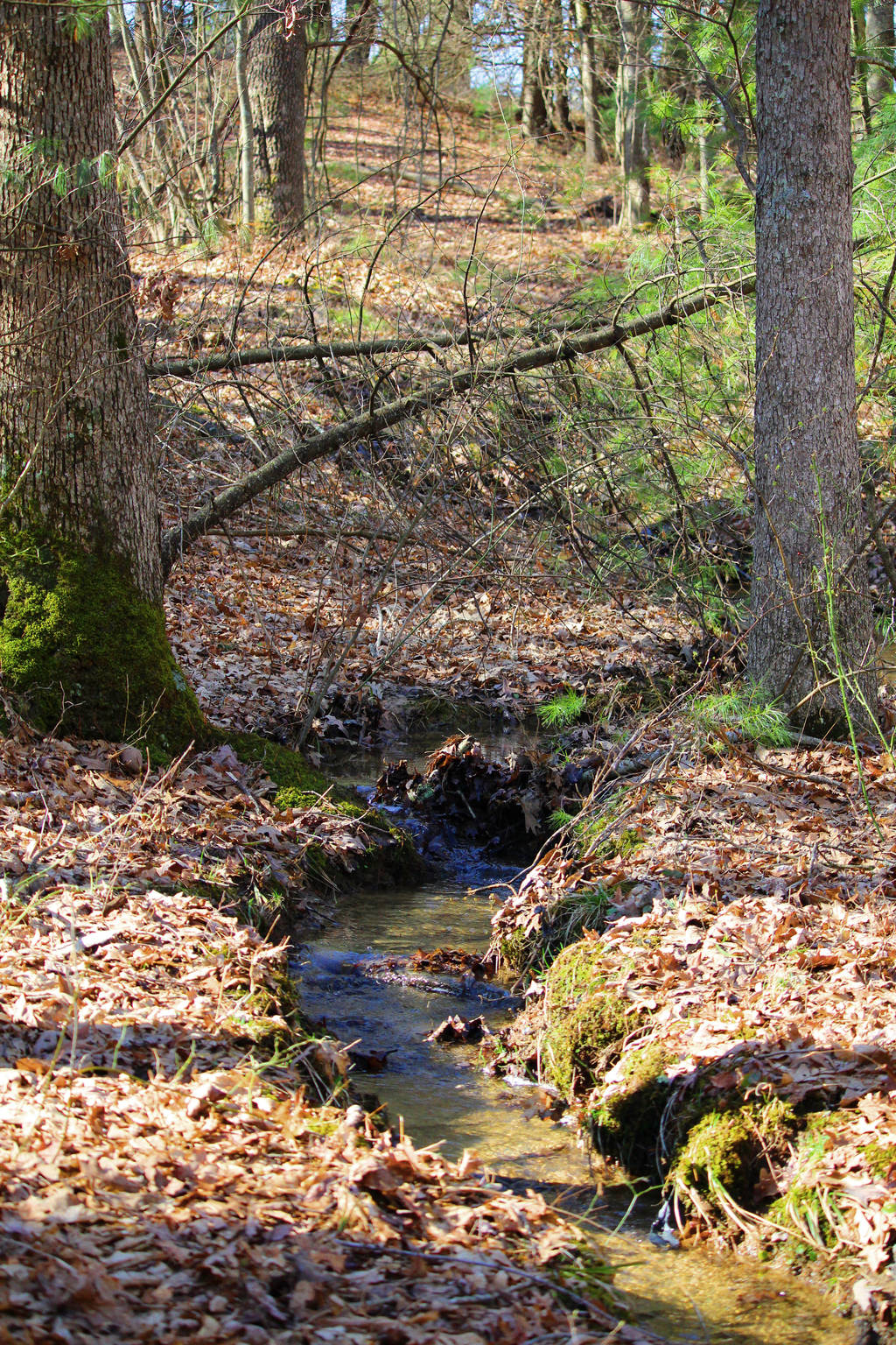 Spring Stream by MillyT
