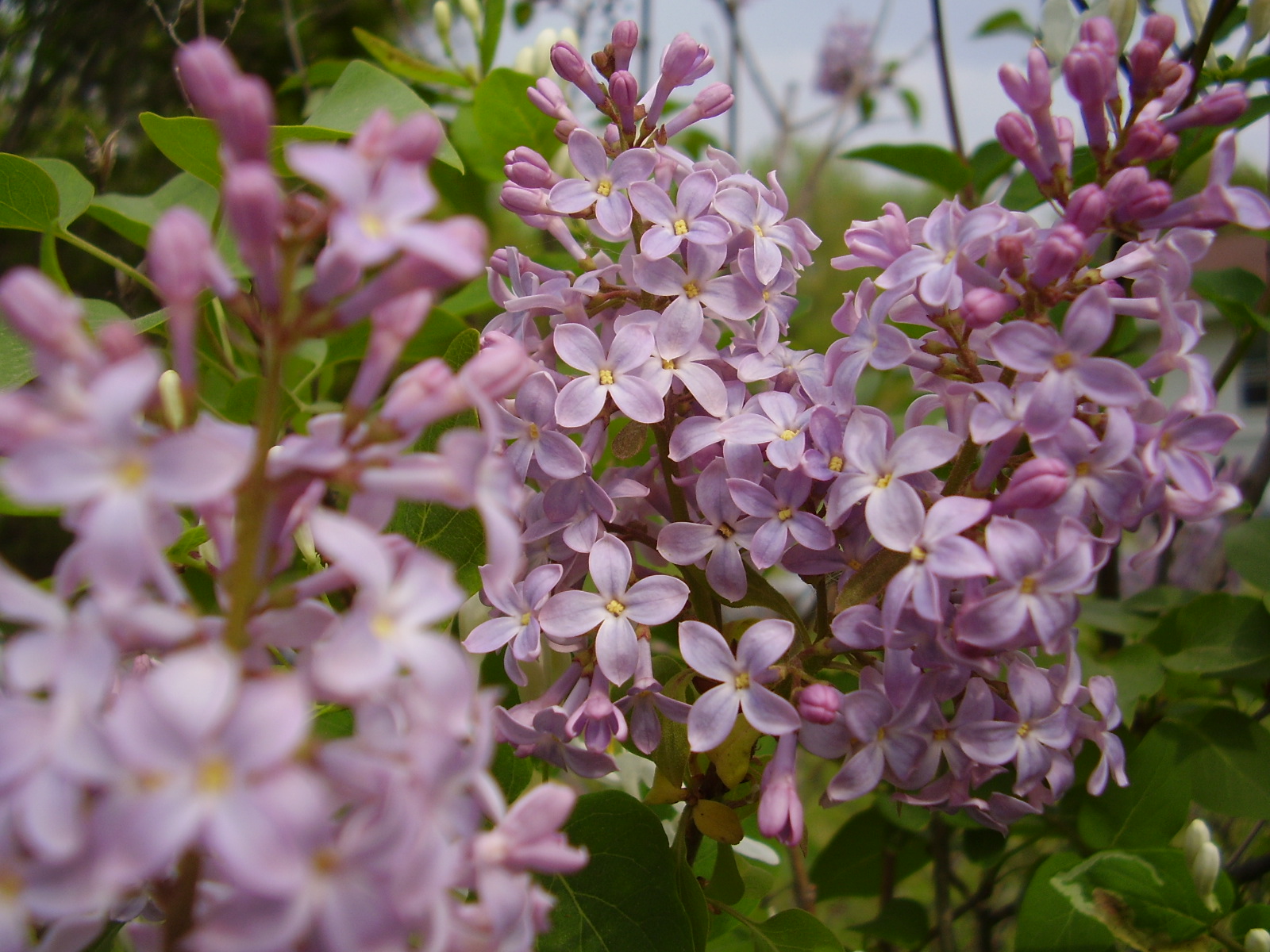 Lilacs