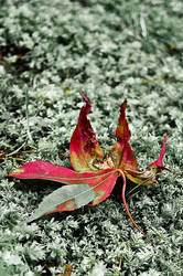 grasping leaf