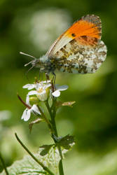 Anthocharis cardamines