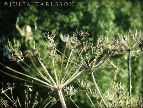 Crowns