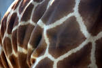 giraffes are flabby by keyla-likes-phototos