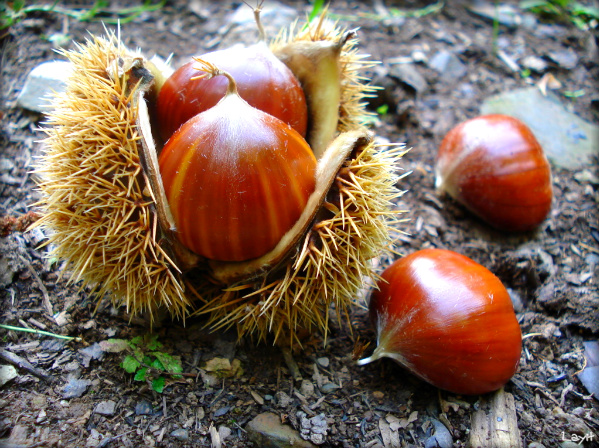 Chestnuts