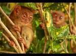 Smallest Primate by theambivalentmind