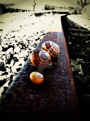 Snails on a railway