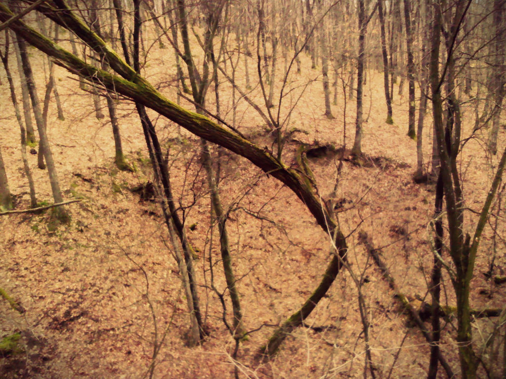 Wooden Loop by LeulescuMarinel on DeviantArt