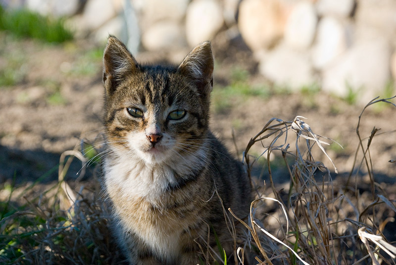 Farmyard's cat