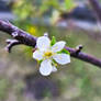 Small plum blossom