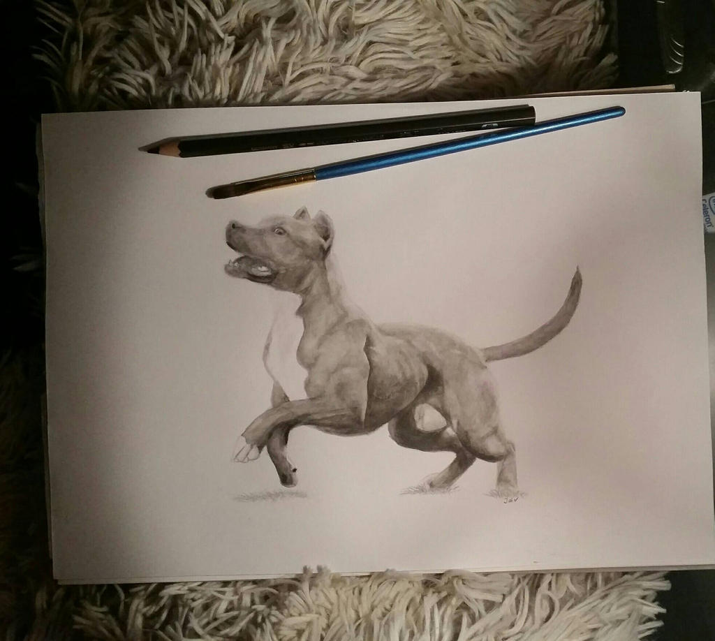 Fit American bully drawing by Theraposa666 on DeviantArt