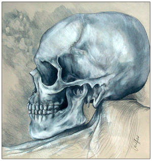 Skull Study