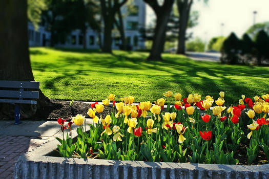 Tulips in Kansas City