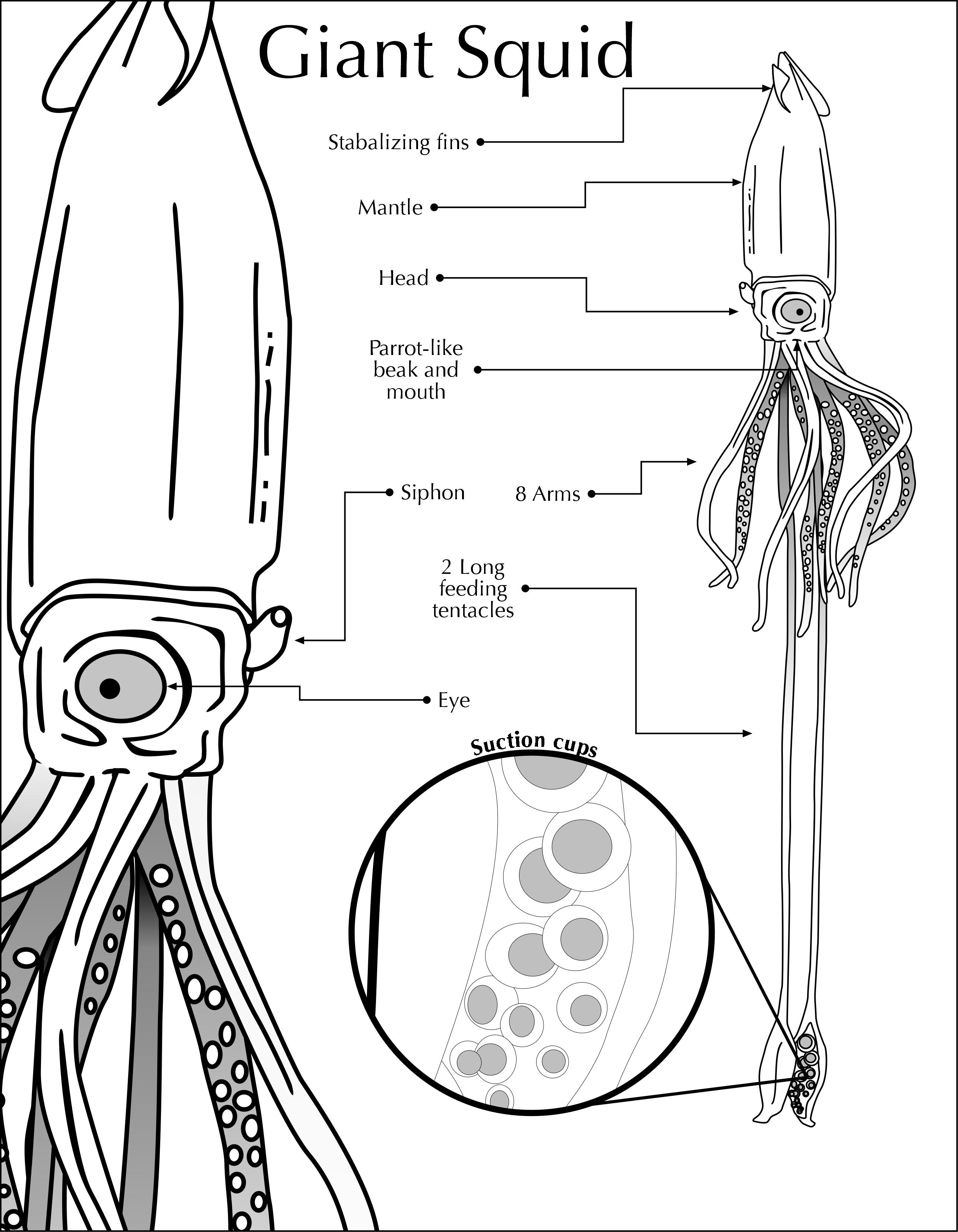 Giant Squid Diagram 2 by ZachHoffner on DeviantArt