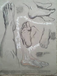 Foot Study