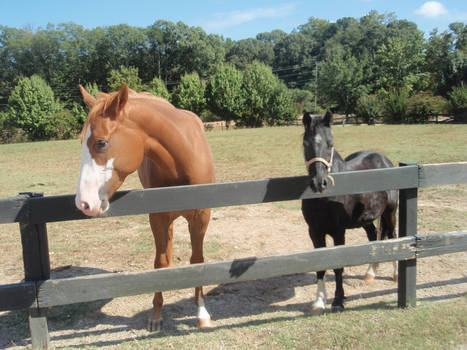 Mya and Tiny in Pasture