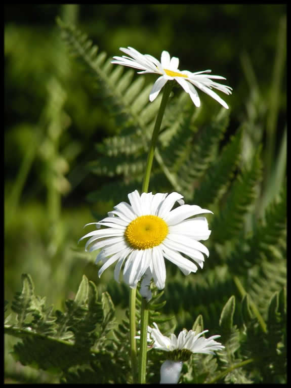 Daisies