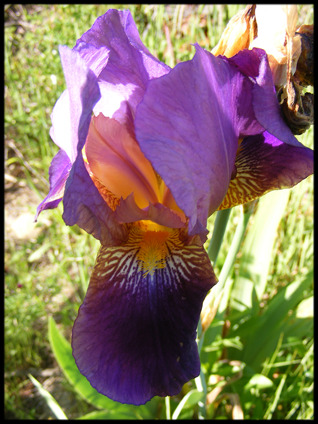 Iris