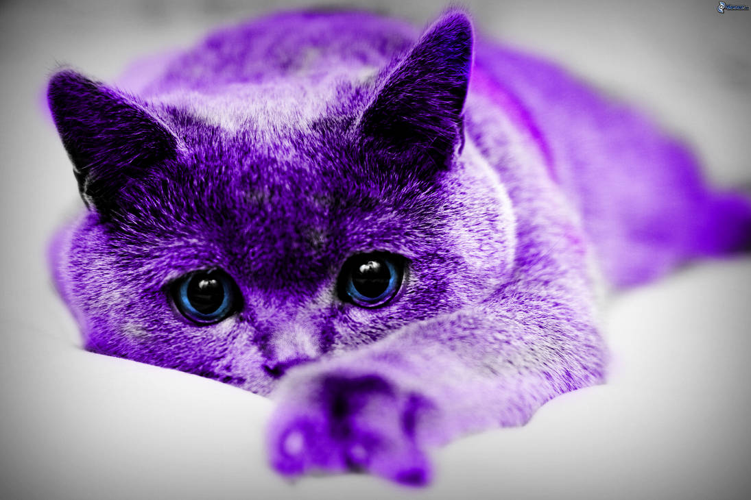 Картинку чтоб поставить. Перпл Кэт. Фиолетовый кот. Фиолетовая кошка. Фиолетовый котенок.