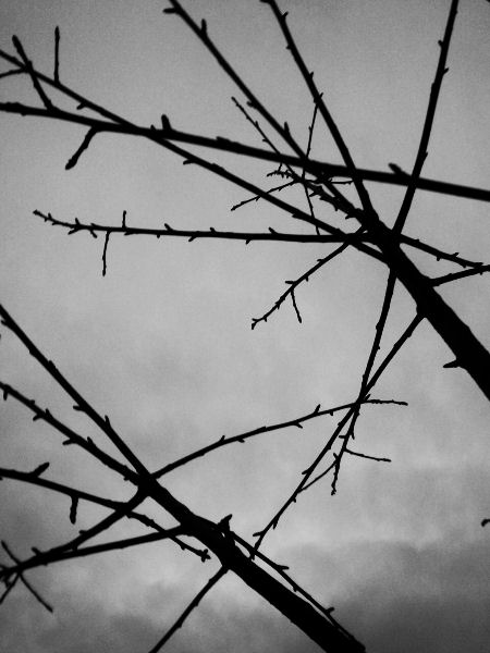 Branches