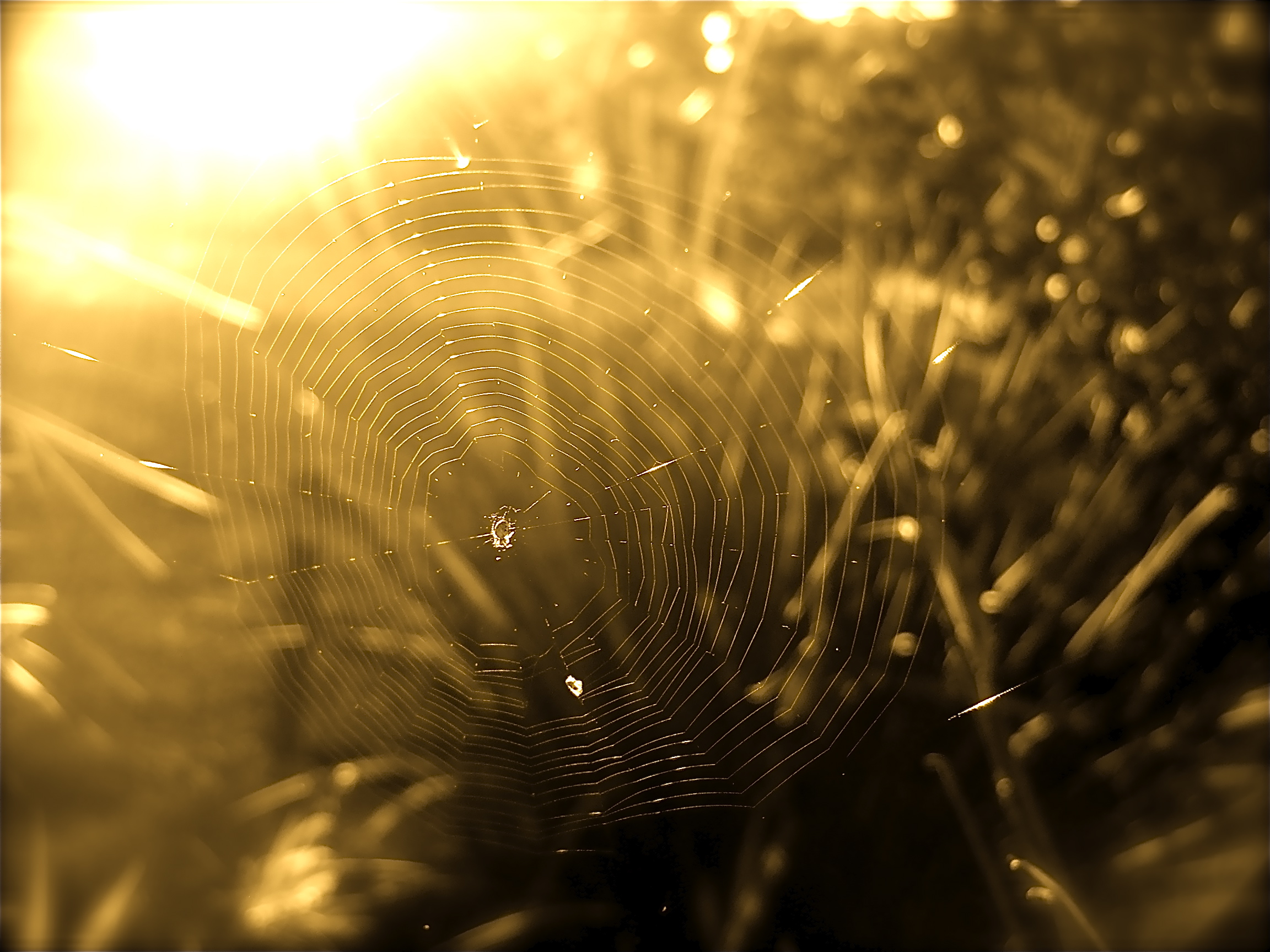 Spider Web - Photography