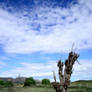 Dead Tree - Outback Australia