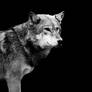 Grey Wolf