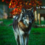 Northwestern wolf