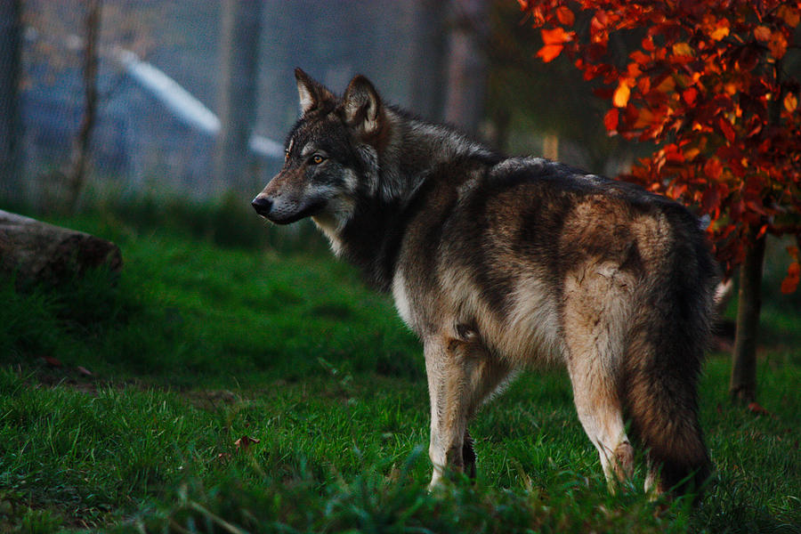 Summer wolf by BlackIce-Wolf on DeviantArt