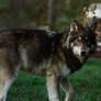Northwestern wolf 2
