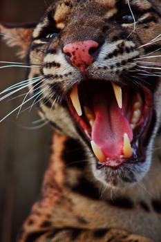 Clouded leopard