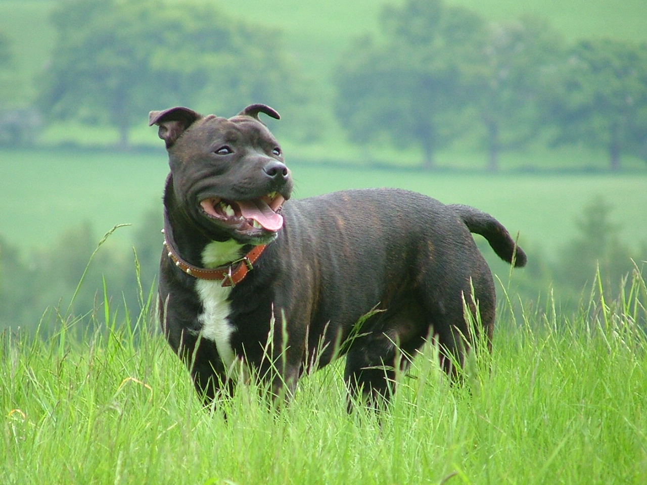 staffordshire bull terrier dog