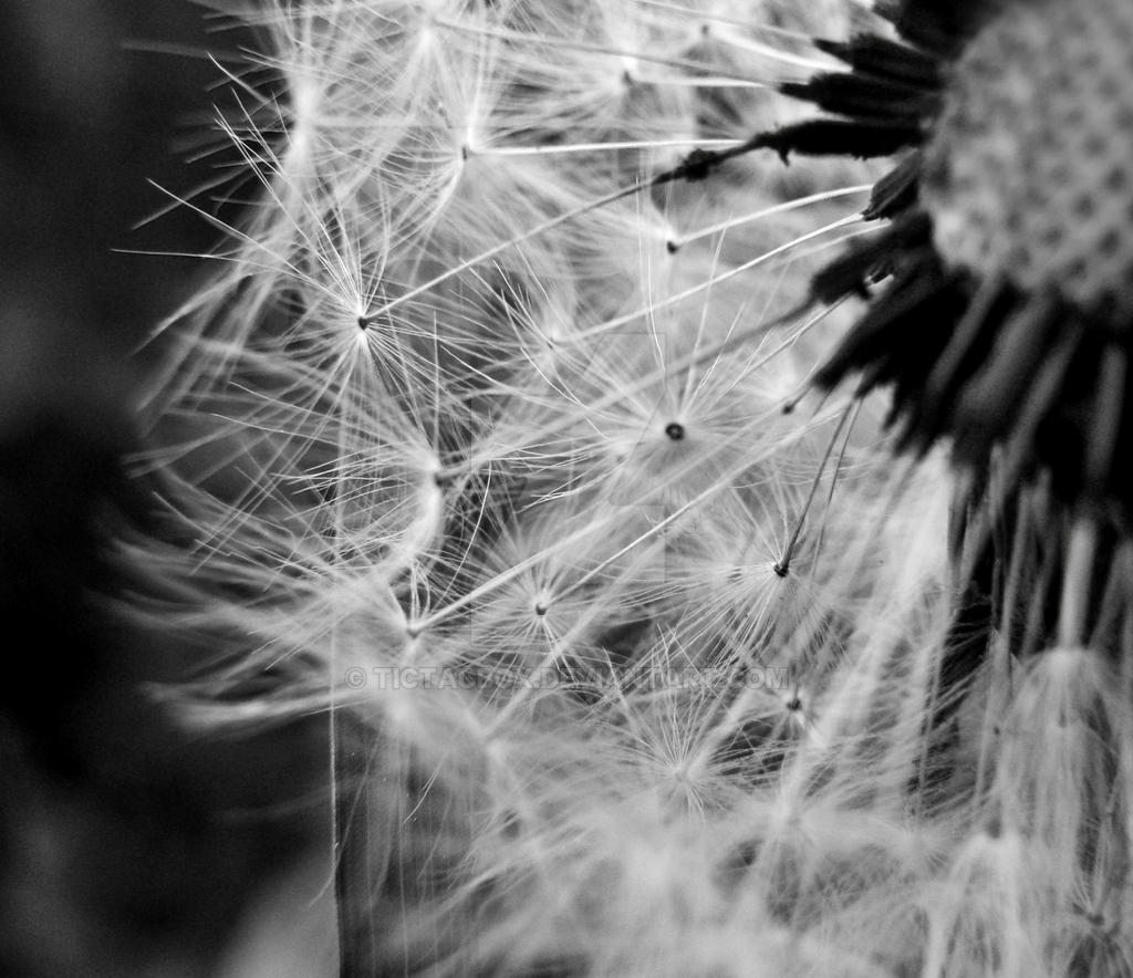 Dandelion