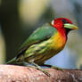 Red-headed Barbet