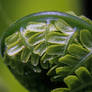 Fern fractal