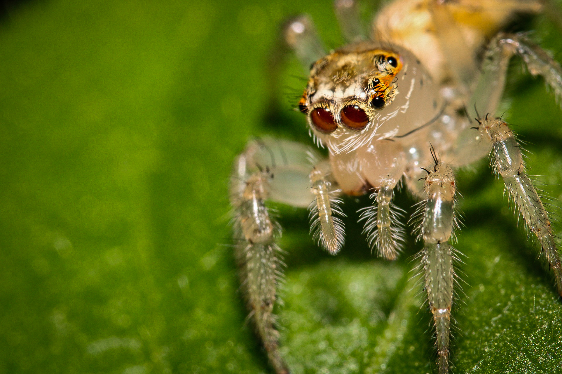 Translucent jumping spider by Fantasysnail on DeviantArt