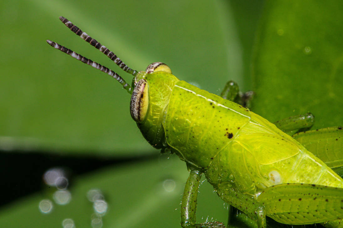Highlighter Bug Highlighter green by Fantasysnail on DeviantArt
