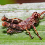 Little red grasshopper 