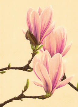 Magnolias