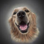 Golden Retriever Practice 4/4