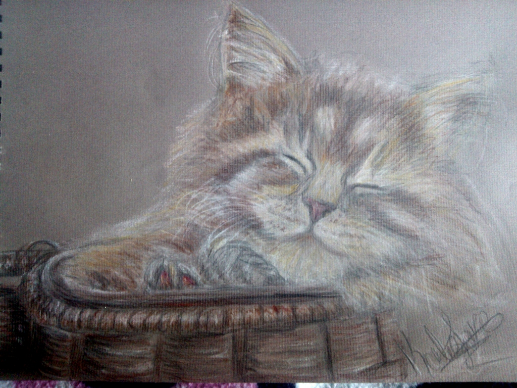 Maine Coon kitten (quick sketch)