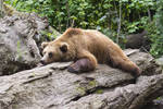Free Photo Bear 2 by MentalCinephile Free Photo Bear 2 by MentalCinephile