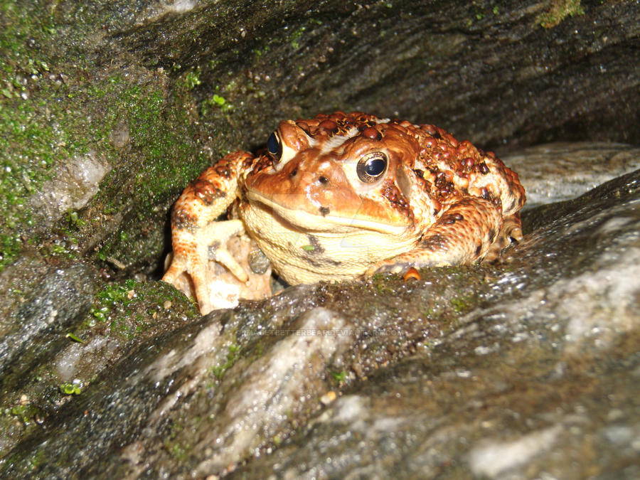 ribbit ribbit by imagetbetterbear on DeviantArt