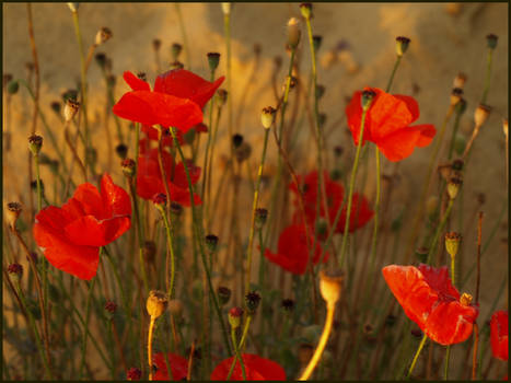 Poppies