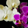 Orchid2