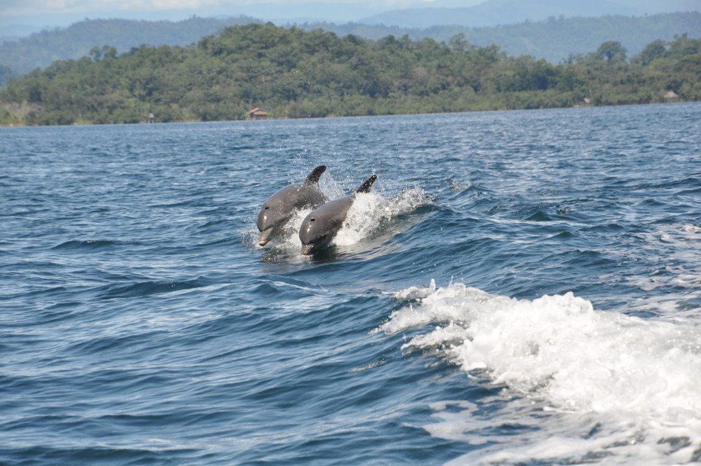 Dolphins   Bocas  del Toro  , Panama