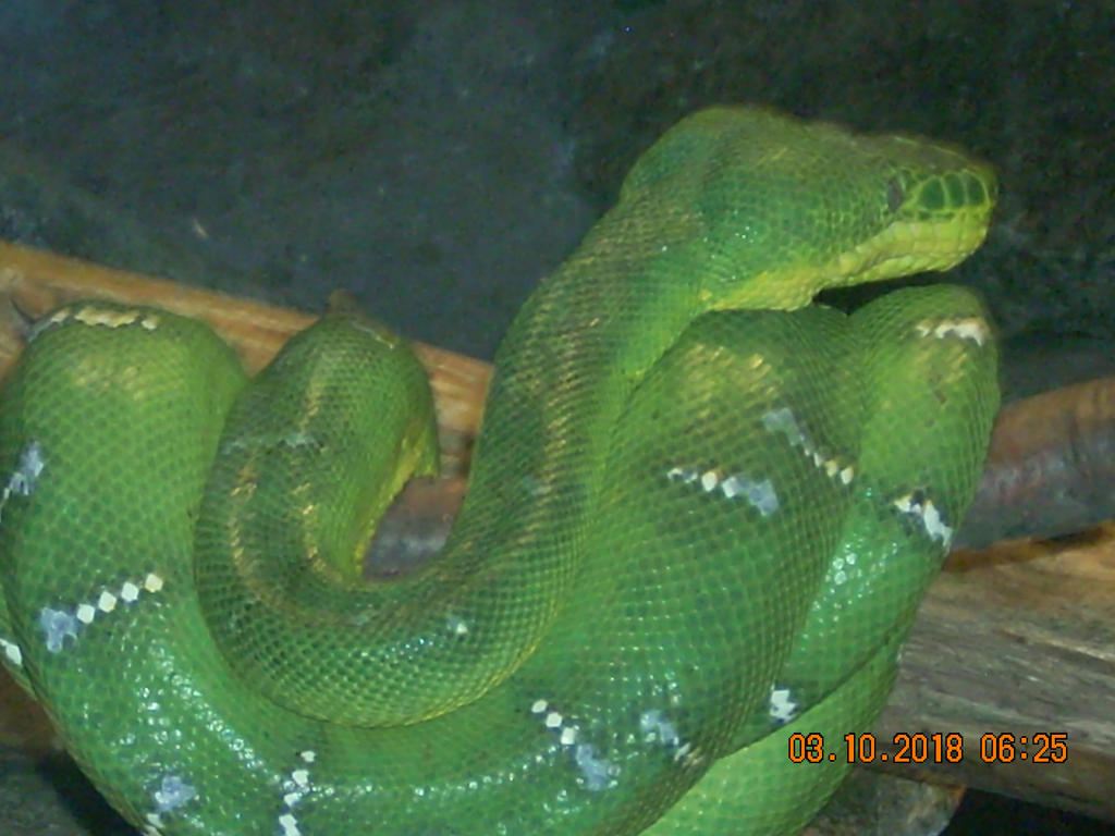 Green Tree Python by CaptainEdwardTeague on DeviantArt