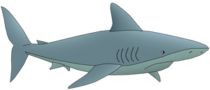 Seaweed Shark