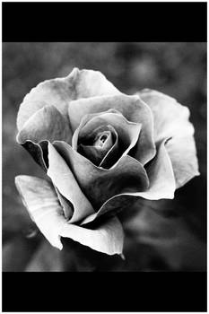 Black rose