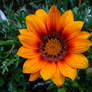 Orange flower